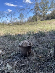 Calvatia cyathiformis