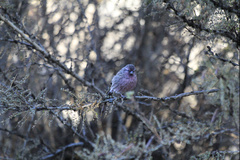 Carpodacus pulcherrimus