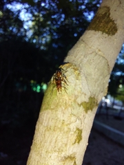 Ectatomma tuberculatum