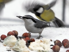 Sitta europaea
