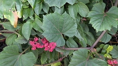 Cissus biformifolia