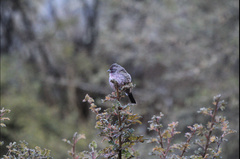 Carpodacus pulcherrimus