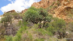 Cussonia paniculata