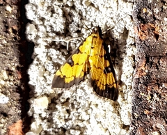 Ategumia ebulealis