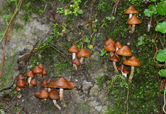 Psilocybe muliercula