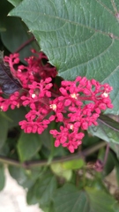 Cissus biformifolia