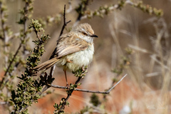 Prinia flavicans