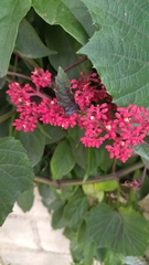 Cissus biformifolia