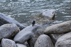 Phoenicurus fuliginosus