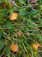 Gliophorus psittacinus