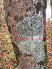 Parmelina tiliacea