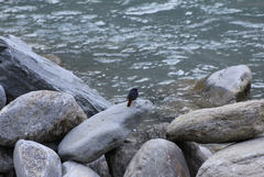 Phoenicurus fuliginosus