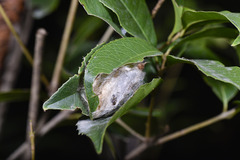 Lepidoptera