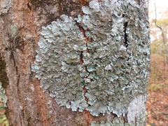 Parmelina tiliacea