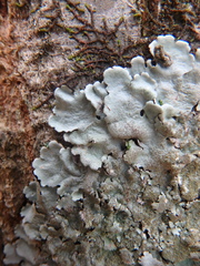 Parmelina tiliacea