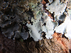 Parmelina tiliacea