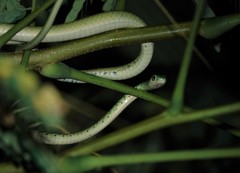 Philothamnus semivariegatus