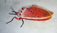 Trosia nigropunctigera