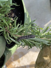 Spodoptera latifascia