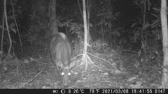 Cephalophus silvicultor