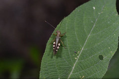 Apalacris nigrogeniculata