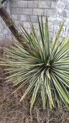 Agave tequilana