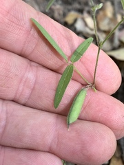 Strophostyles leiosperma