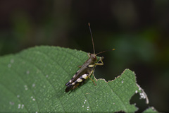 Apalacris nigrogeniculata