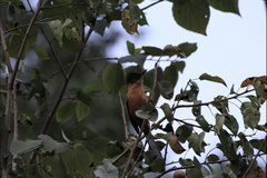 Heterophasia capistrata