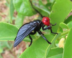 Bromophila caffra