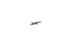 Accipiter