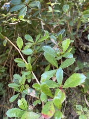 Berberis angulosa