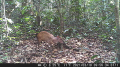 Cephalophorus leucogaster