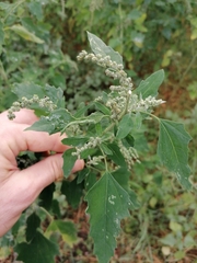 Chenopodium album