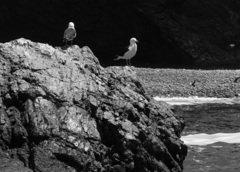 Larus belcheri