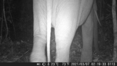 Loxodonta cyclotis