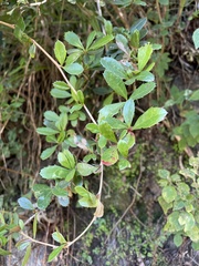 Berberis angulosa