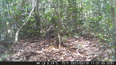 Mandrillus sphinx