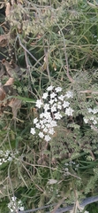 Ammi majus