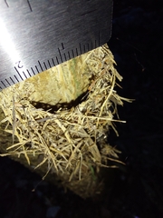 Ectatomma tuberculatum