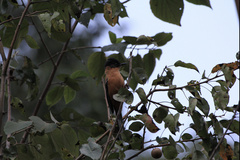Heterophasia capistrata