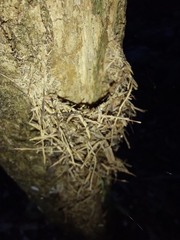 Ectatomma tuberculatum