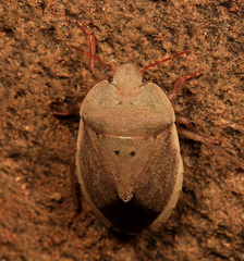 Delegorguella ventralis