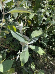 Blumea balsamifera