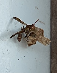 Mischocyttarus mexicanus cubicola