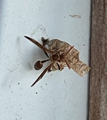 Mischocyttarus mexicanus cubicola