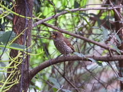 Amblyospiza albifrons