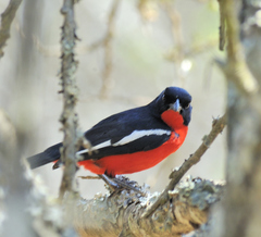 Laniarius atrococcineus