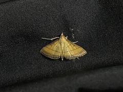 Cnaphalocrocis medinalis