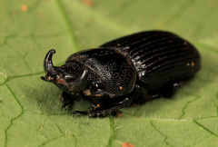 Nigidius delegorguei